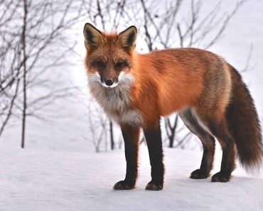 Comment observer les animaux sauvages ?