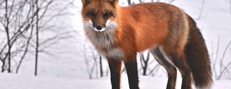 Comment observer les animaux sauvages ?
